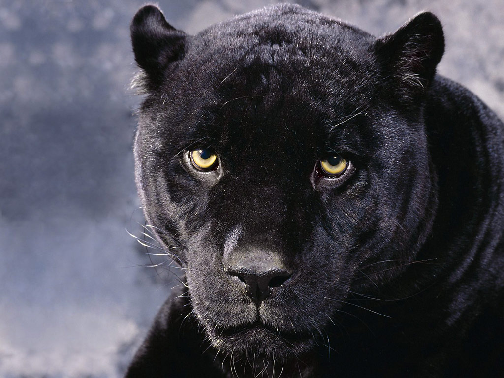 African Animals Jungle Life Black Panthers 174193 Wallpaper - Tapety Na Plochu Zvířata - HD Wallpaper 