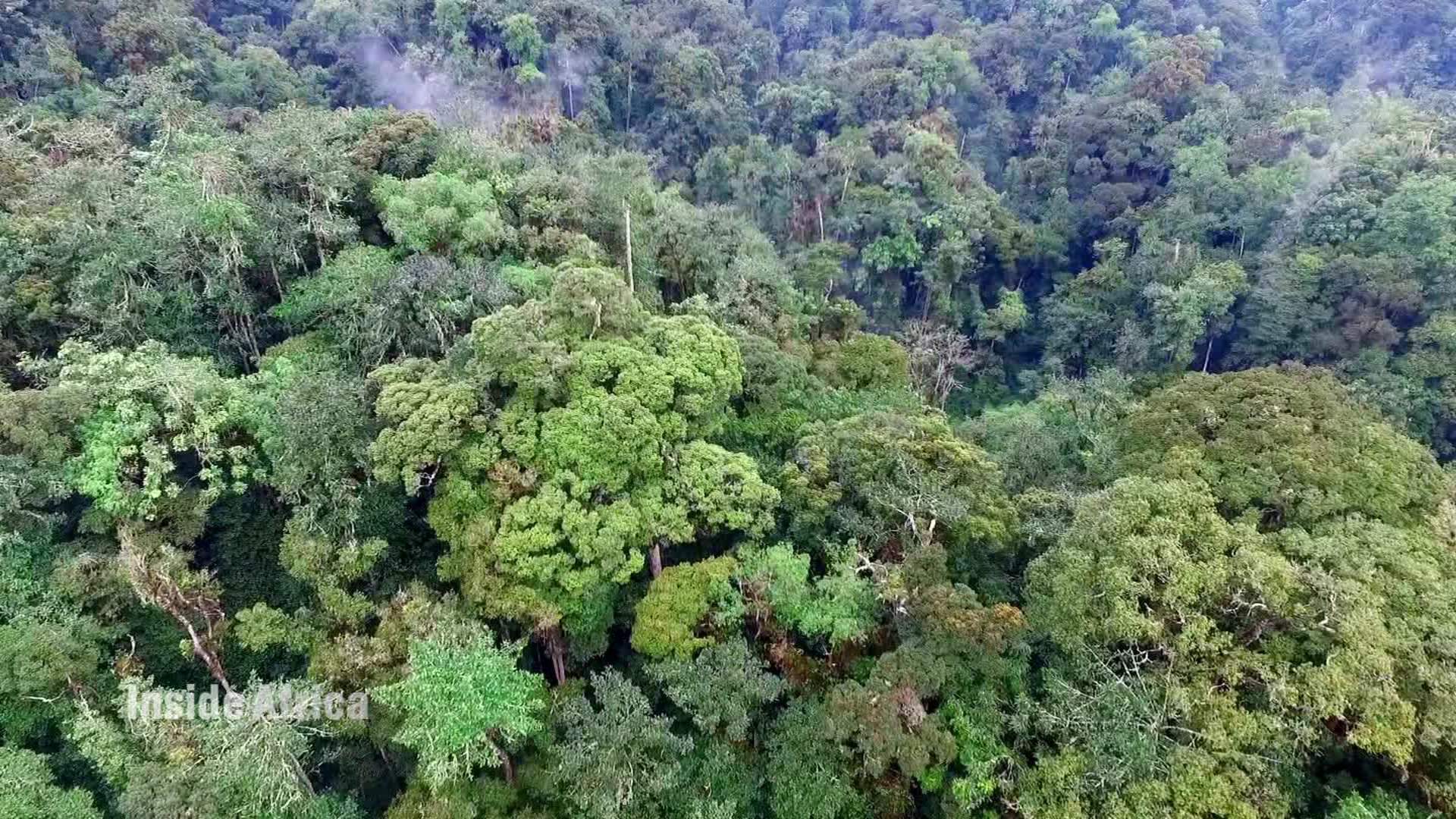 Sub Saharan Africa Rainforest - HD Wallpaper 