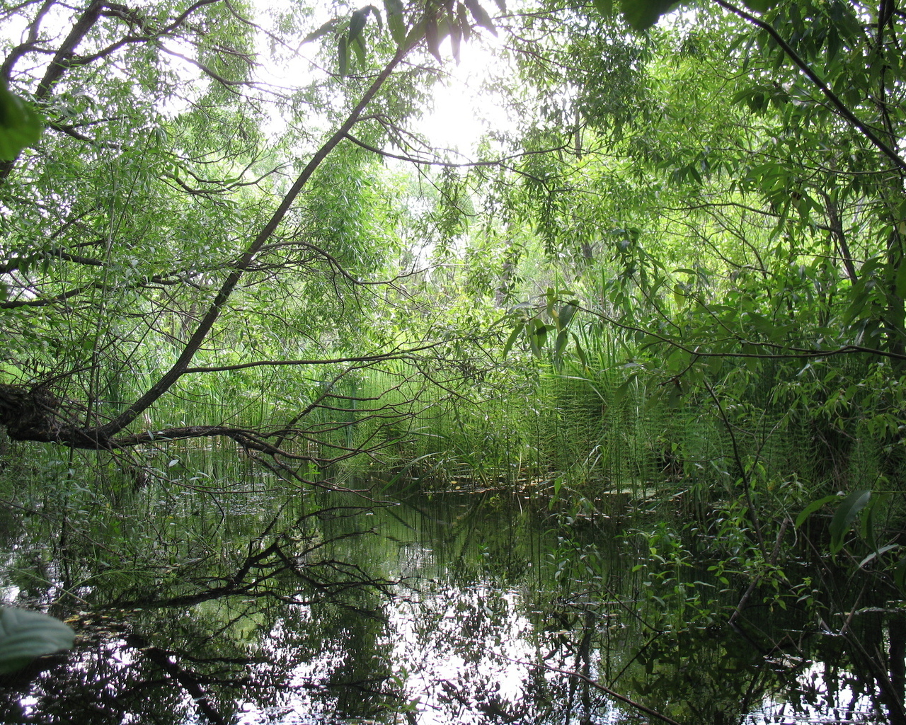 Forest River And Forest Jungle - Обои Для Стола - HD Wallpaper 