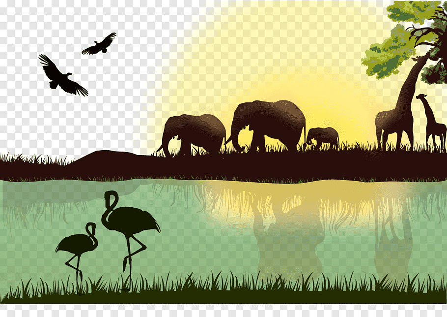 Elephant And Giraffe, Africa Giraffe Lion Animal, Jungle - HD Wallpaper 