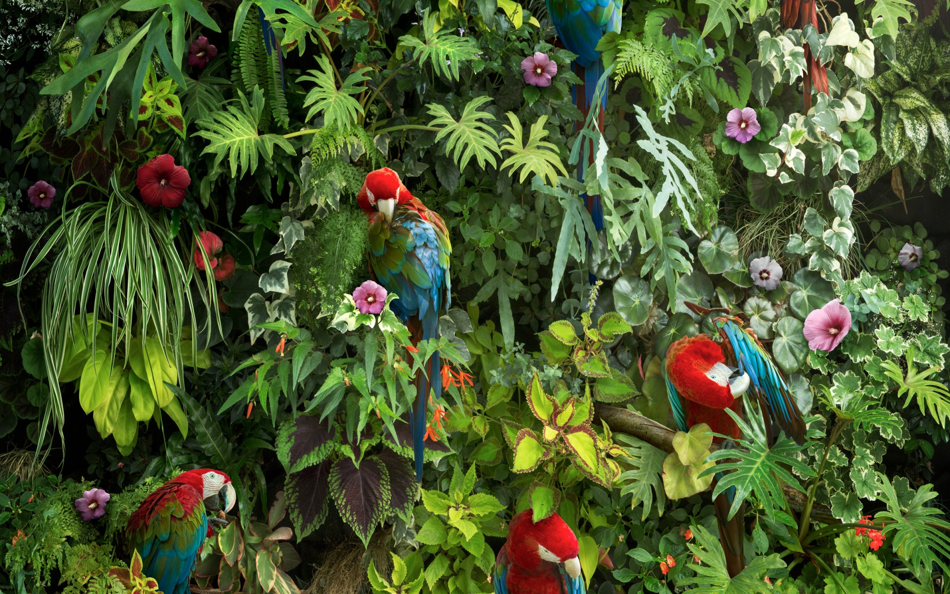 Nick Pedersen - HD Wallpaper 