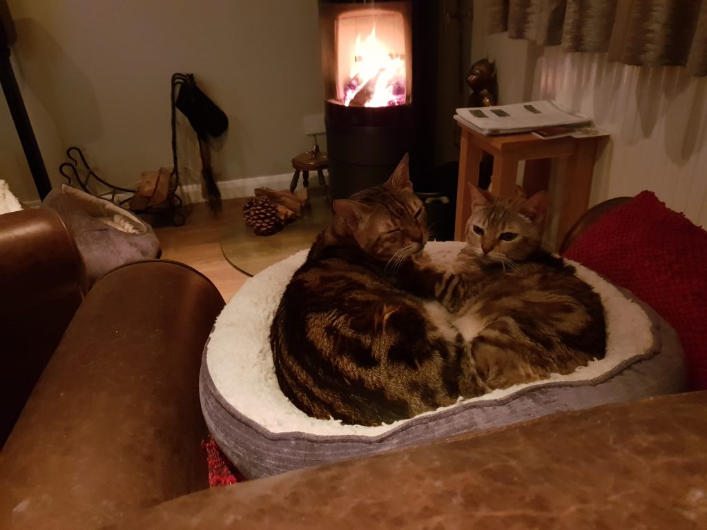 Domestic Short-haired Cat - HD Wallpaper 