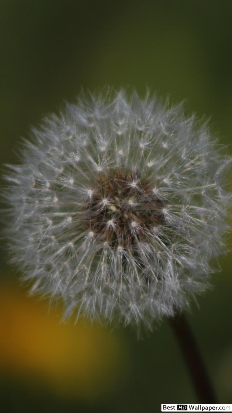 Samsung - HD Wallpaper 