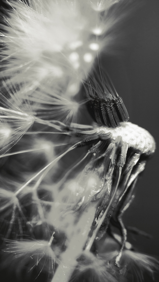 Fly Away Dandelion - HD Wallpaper 