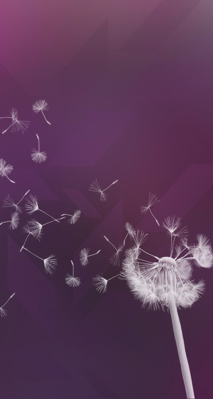 Sfondi Dandelion - HD Wallpaper 