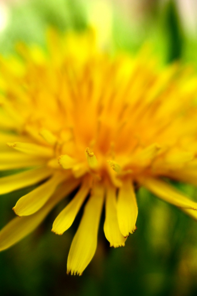 Dandelion - HD Wallpaper 