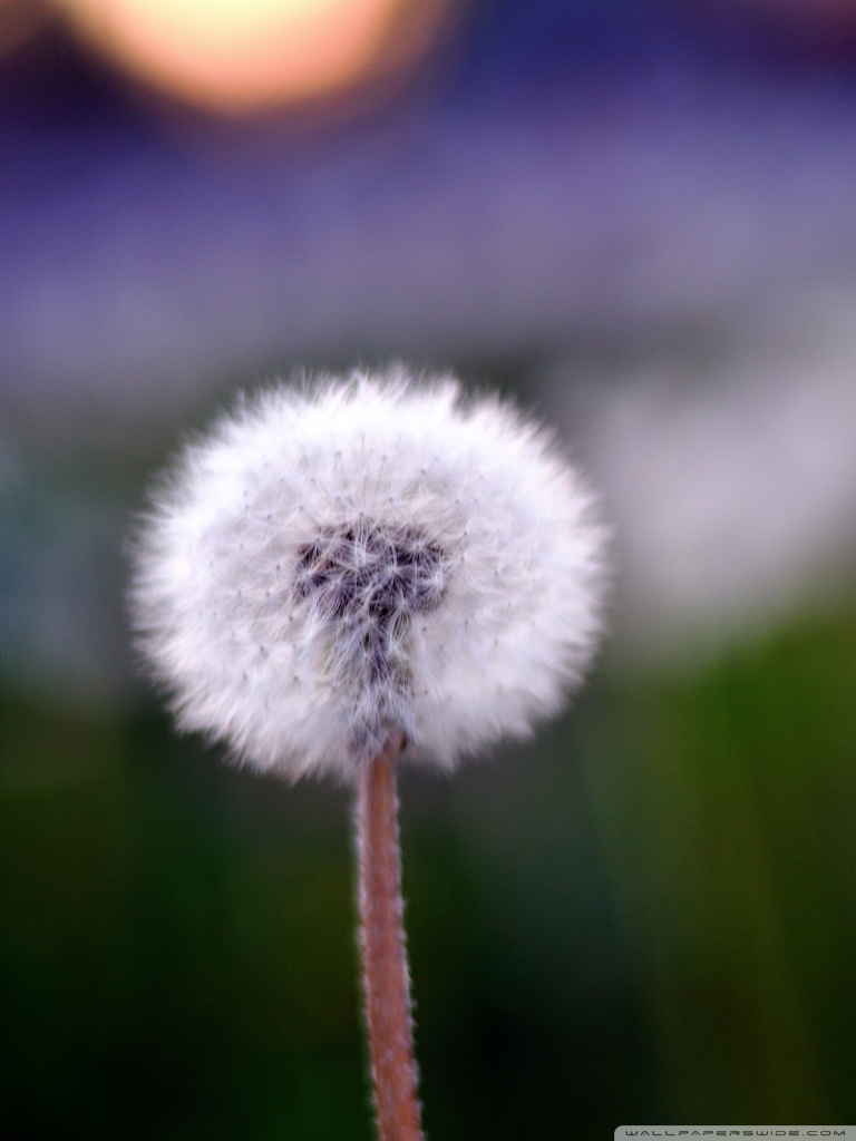 Mobile Phone - HD Wallpaper 