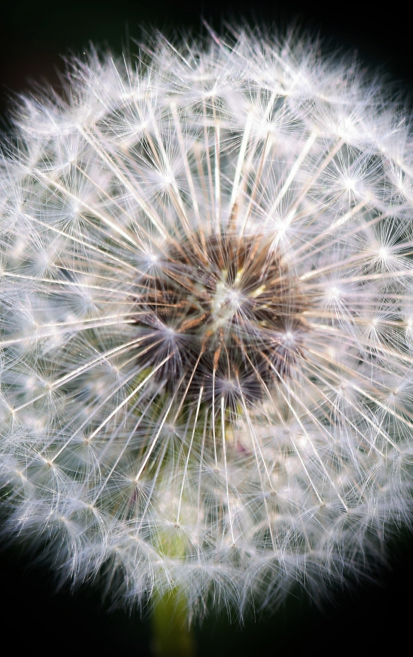 Close Up, White, Portrait, Dandelion, Wallpaper - HD Wallpaper 