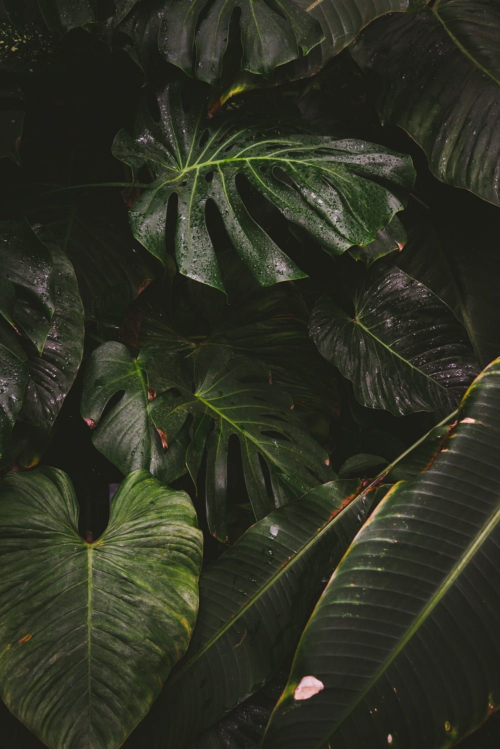 Tropical Plants Photography - HD Wallpaper 