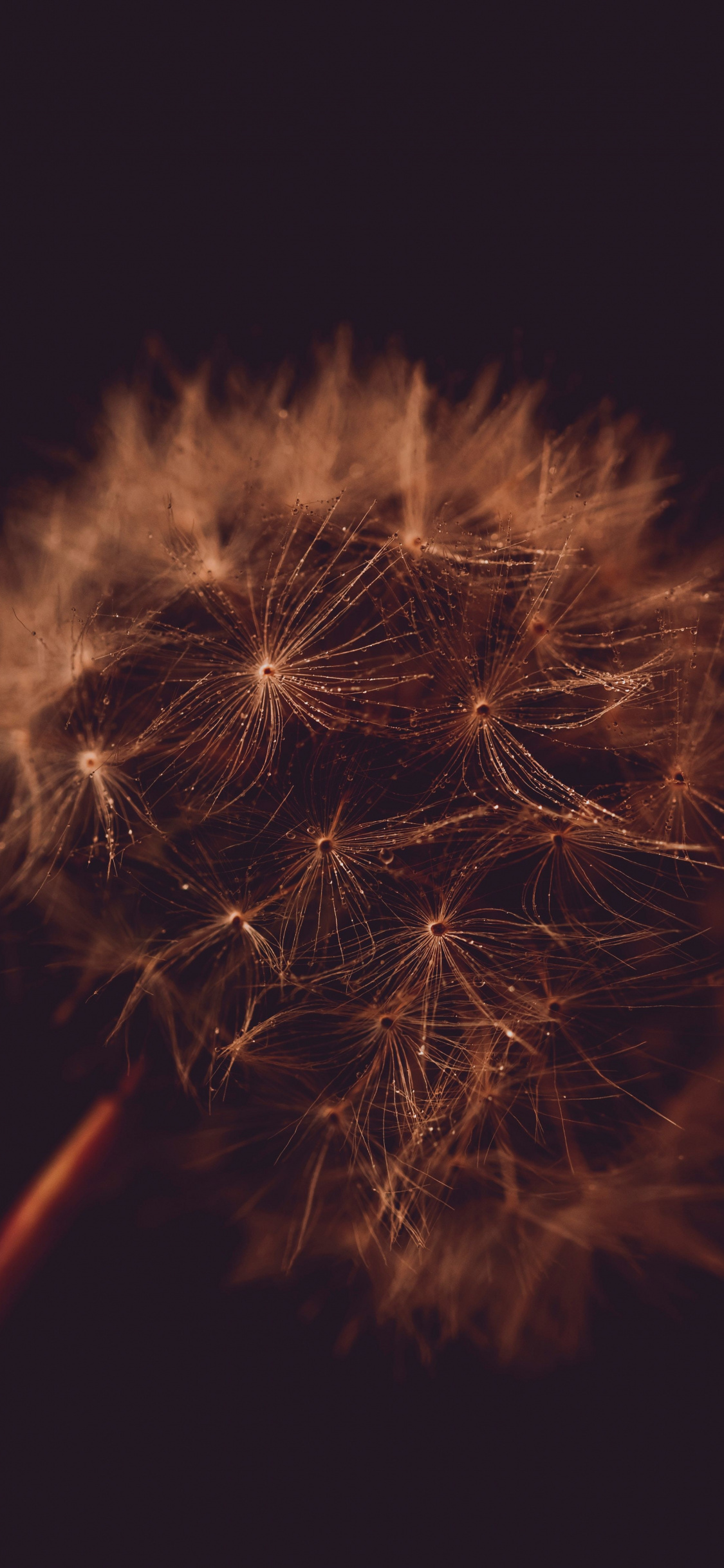 Close Up, Portrait, Dandelion, Wallpaper - HD Wallpaper 