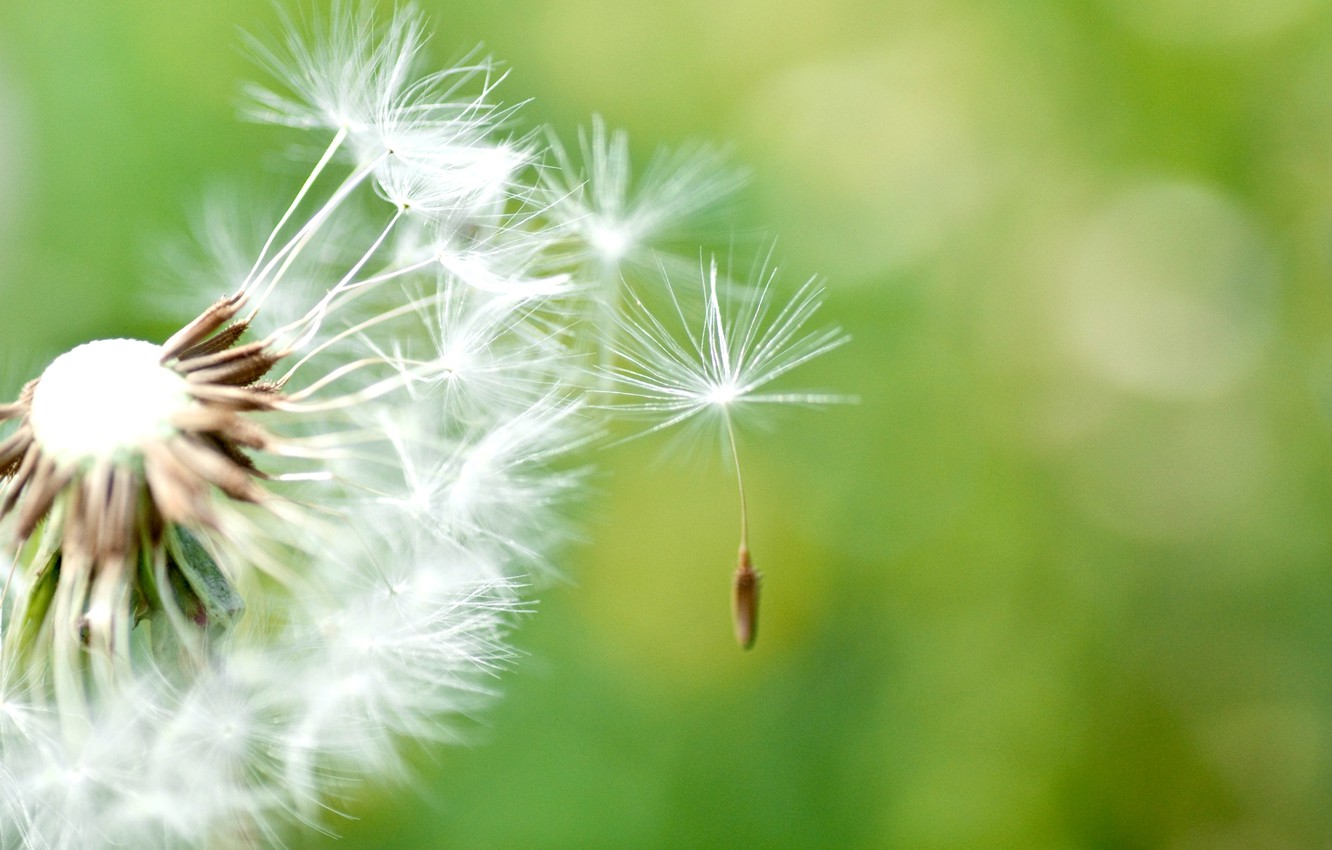Photo Wallpaper Macro, Dandelion, Wallpaper, Wallpaper, - Hindi Kavithalu - HD Wallpaper 