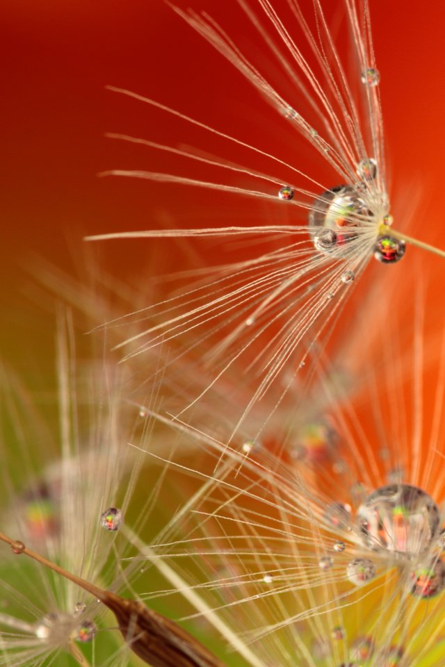 Dandelion, Droplets, Nature, Macro, Plant, Seed, Water - Dandelions Droplets - HD Wallpaper 