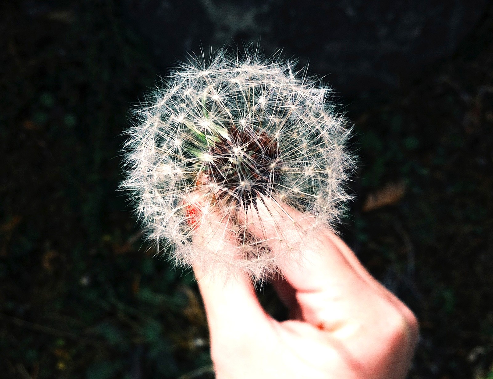 Little Wish - HD Wallpaper 