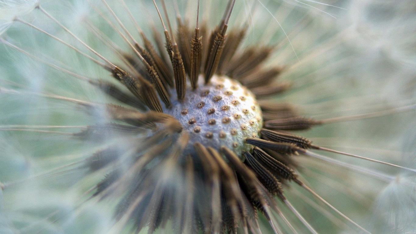 Download Hd Dandelion Pc Wallpaper Id - Macro Photography - HD Wallpaper 