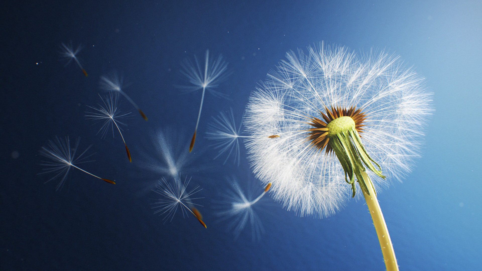 Dandelion Flower Wallpapers - Dandelion Flower - HD Wallpaper 