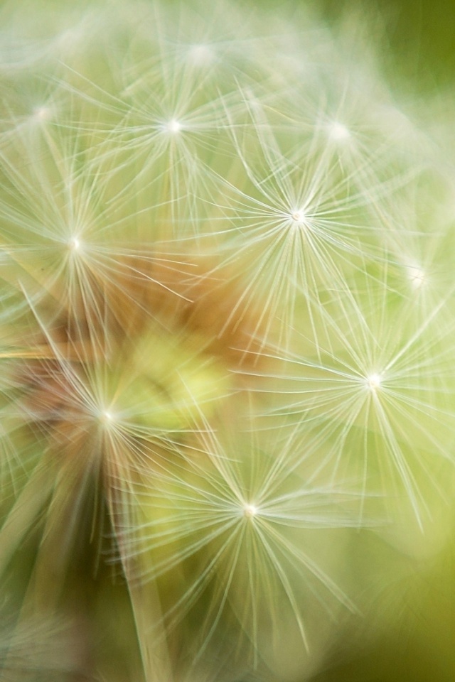 Wallpaper - HD Wallpaper 