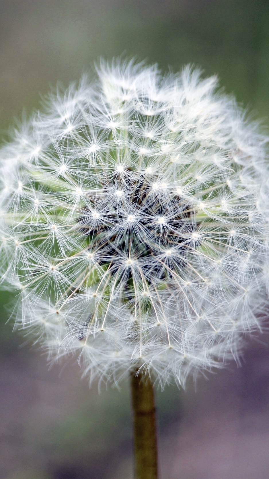 Wallpaper Dandelion, Flower, Down, Stem - Dandelion - HD Wallpaper 