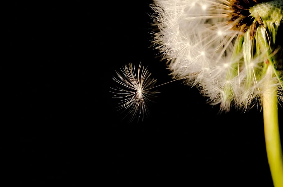Dandelion Flower In Micro Photography, Black, Seed, - Close Up Image Of A Dandelion - HD Wallpaper 