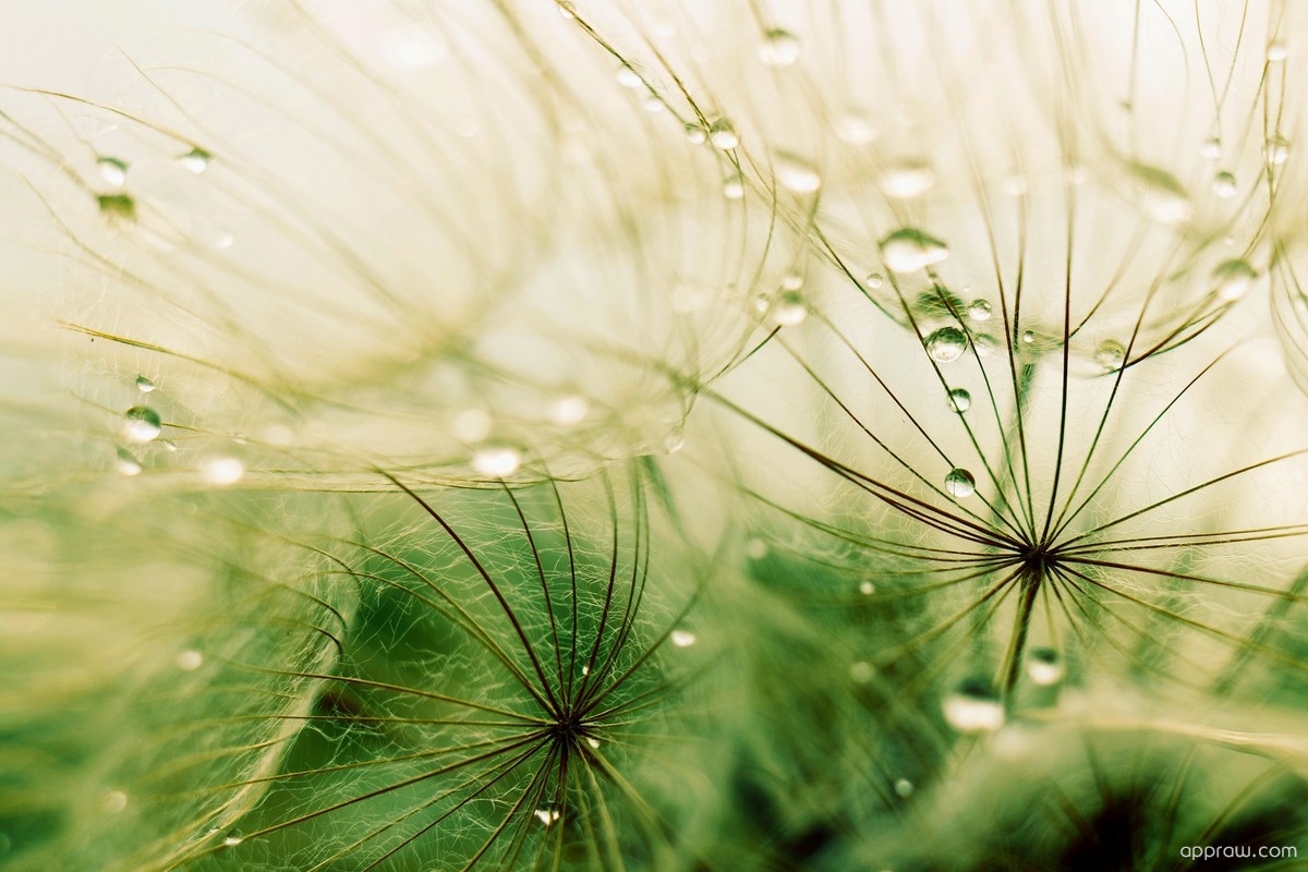 Dandelion In A Rain - HD Wallpaper 