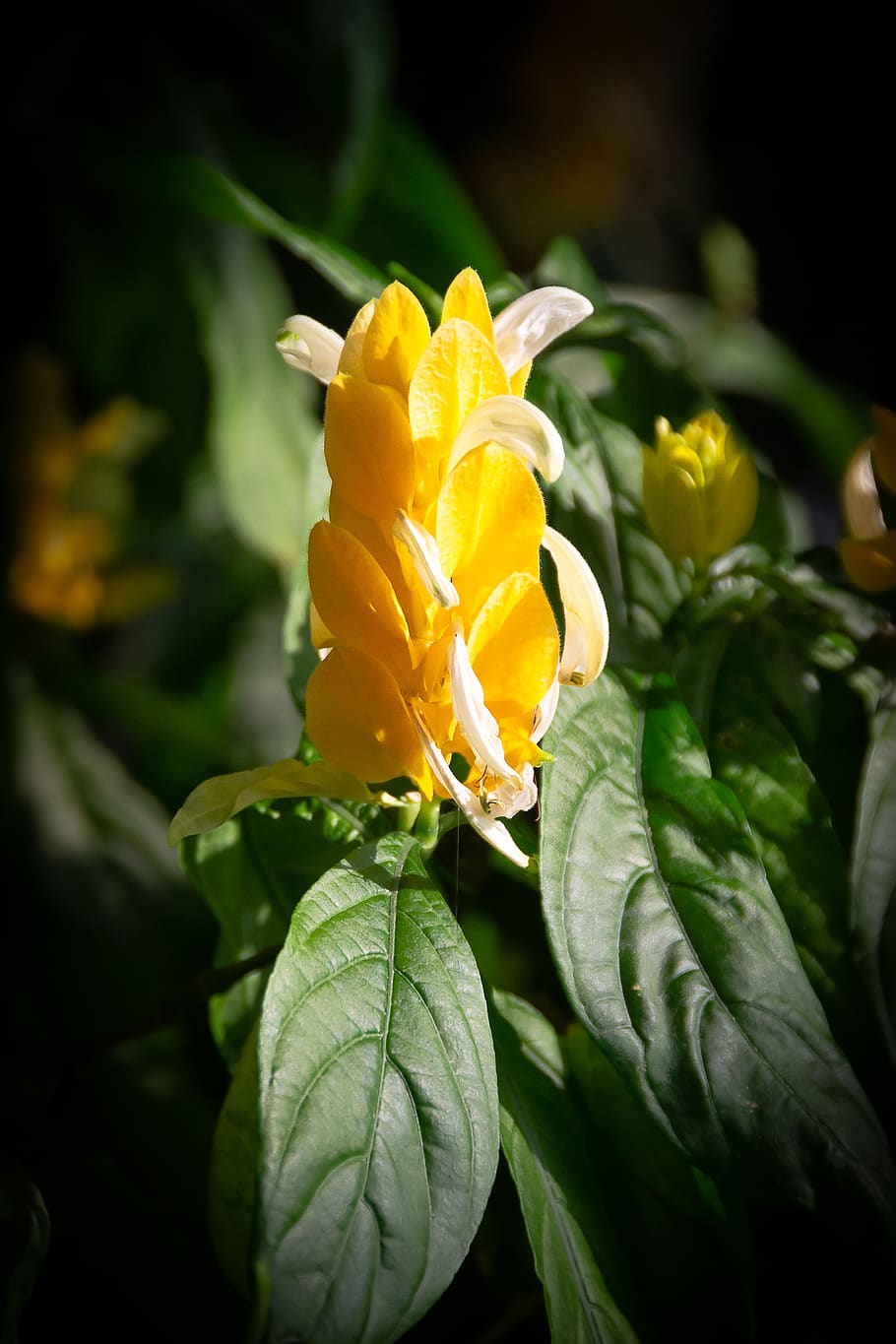 Yellow Flowers, Cactus, Botanical Garden, Light, Greenhouse, - HD Wallpaper 