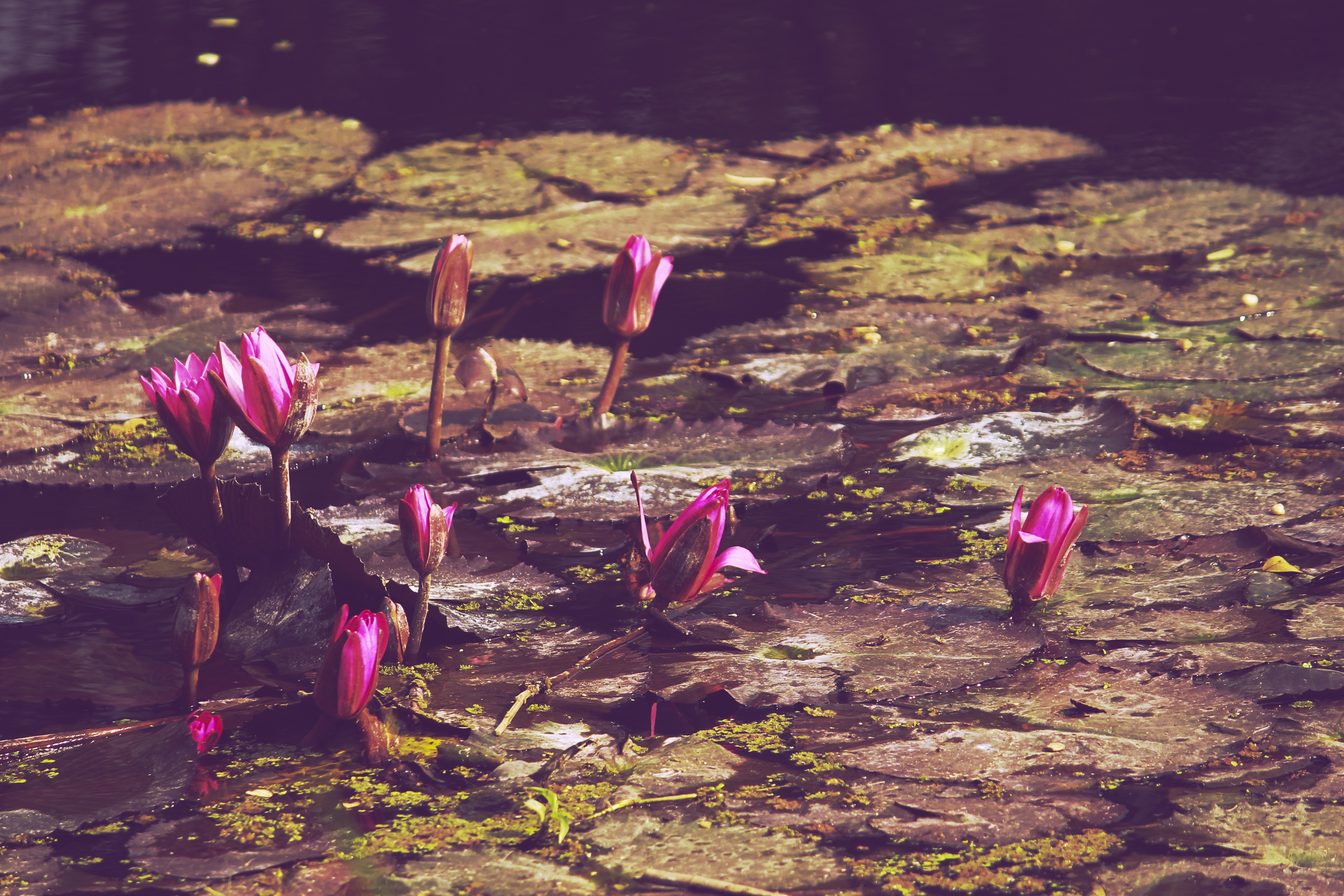 Water Lily - HD Wallpaper 