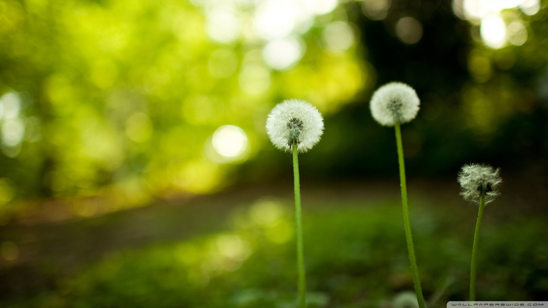 Dandelion Desktop - 1920x1080 Wallpaper Dandelion Desktop - 1920x1080 Wallpaper