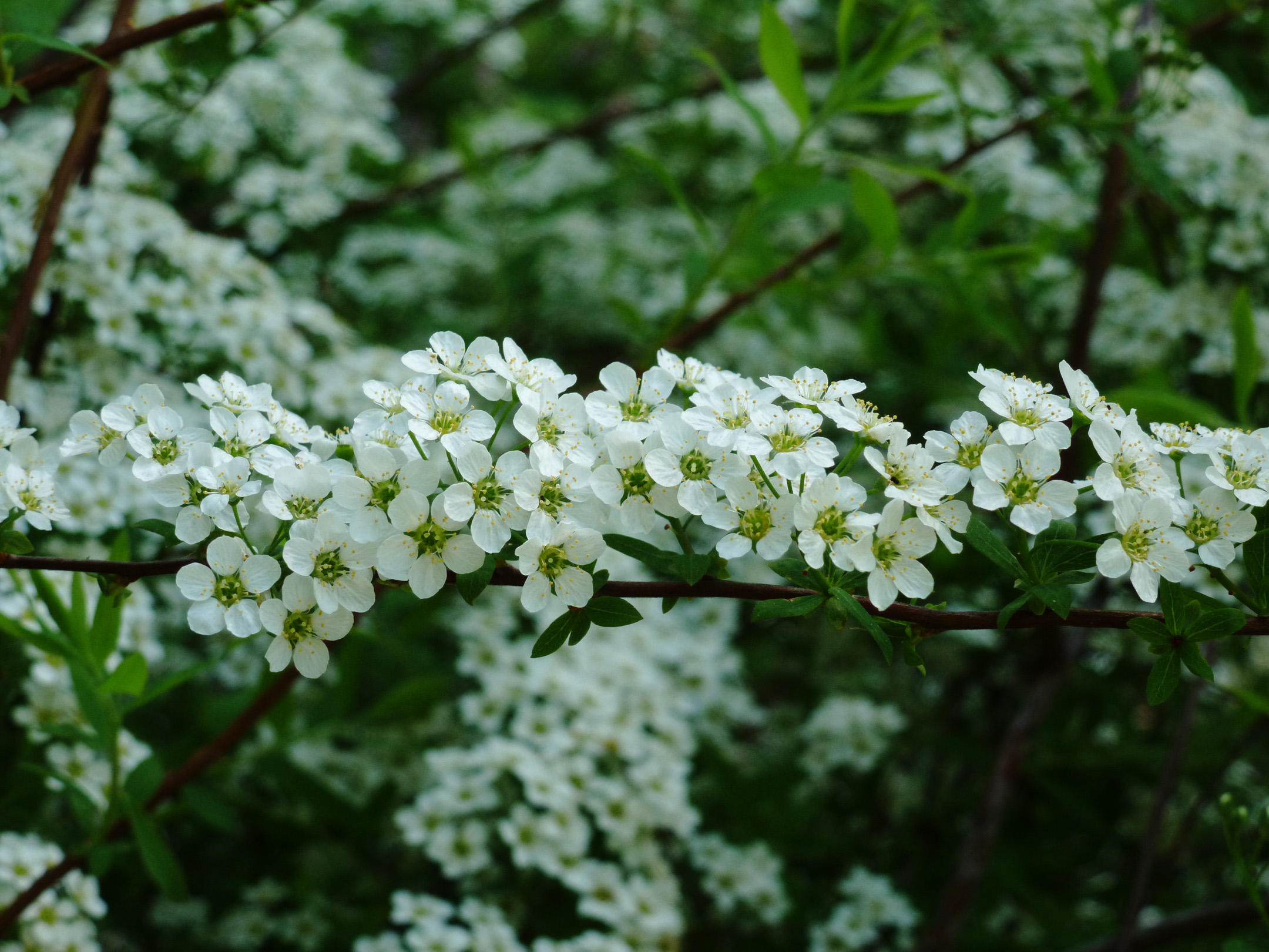 White Flowers Botanical Garden - White Flowers In Botanical Gardens - HD Wallpaper 