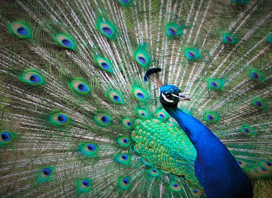 Peacock Digital Wallpaper, Blue, Feathers, Green, Bird, - Color De Aves - HD Wallpaper 