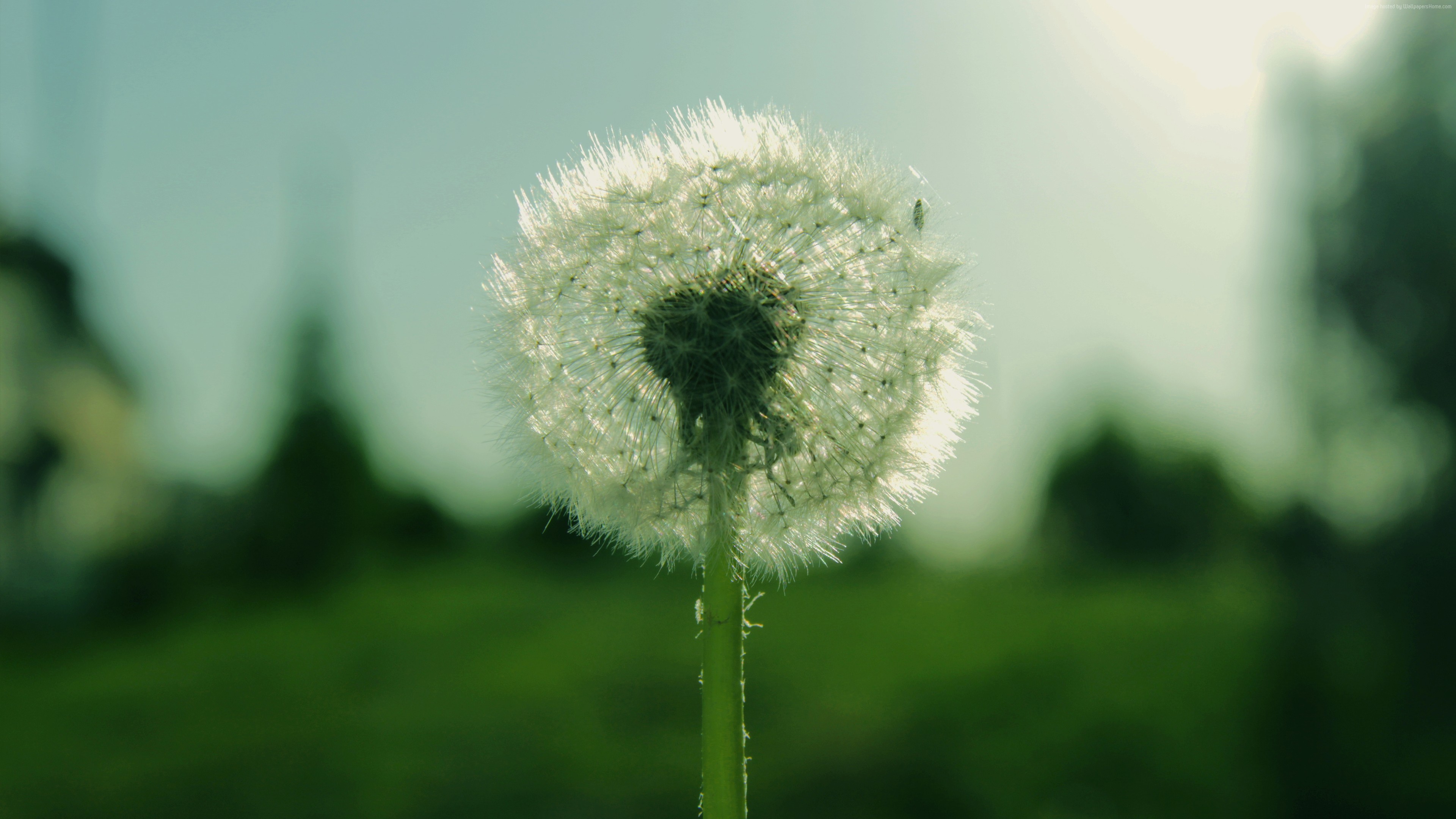 Flower Dandelion 5k - HD Wallpaper 