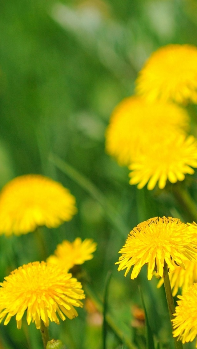 Flower - HD Wallpaper 