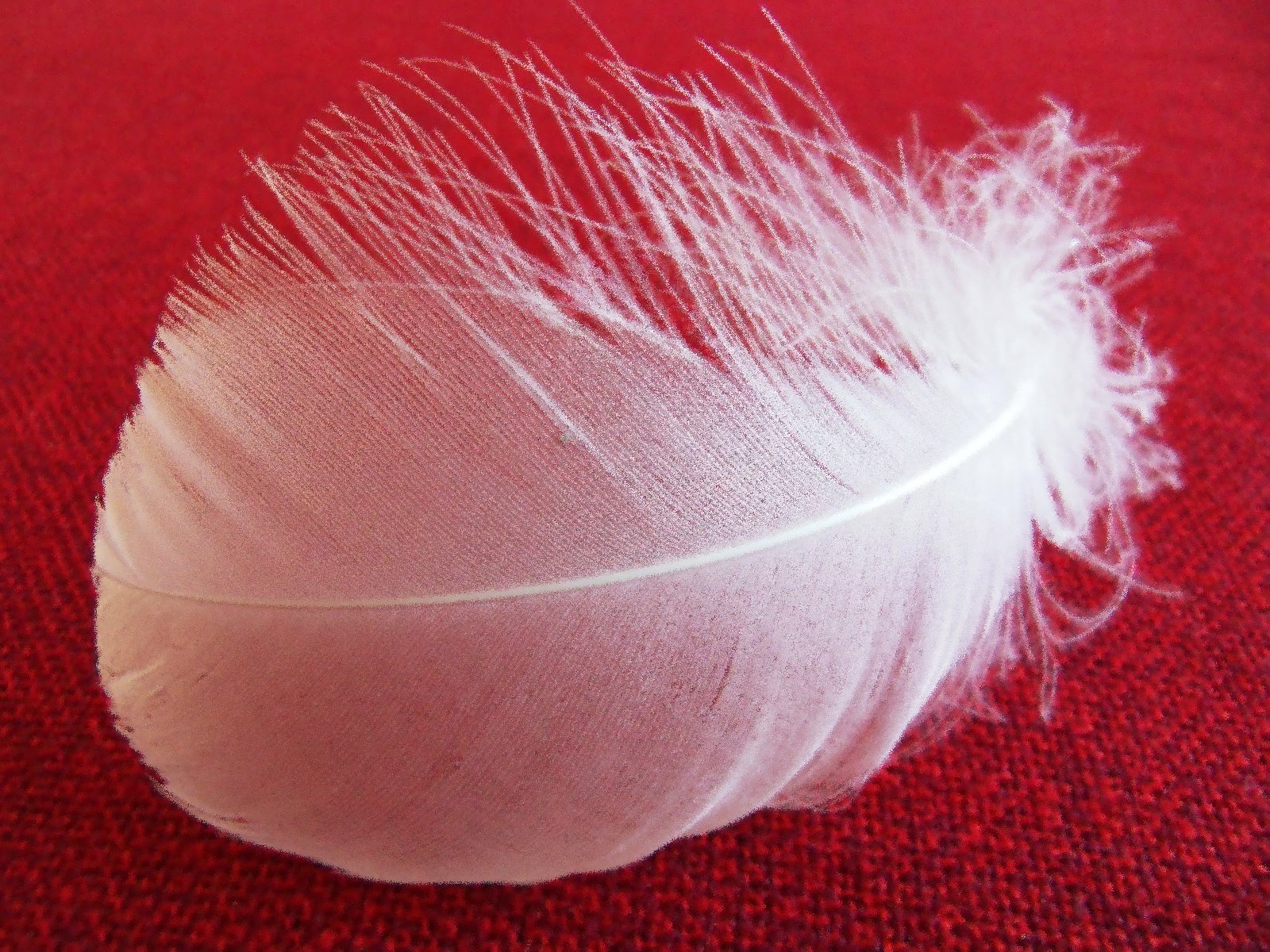White Feathers After Someone Dies - Red And White Feathers - HD Wallpaper 
