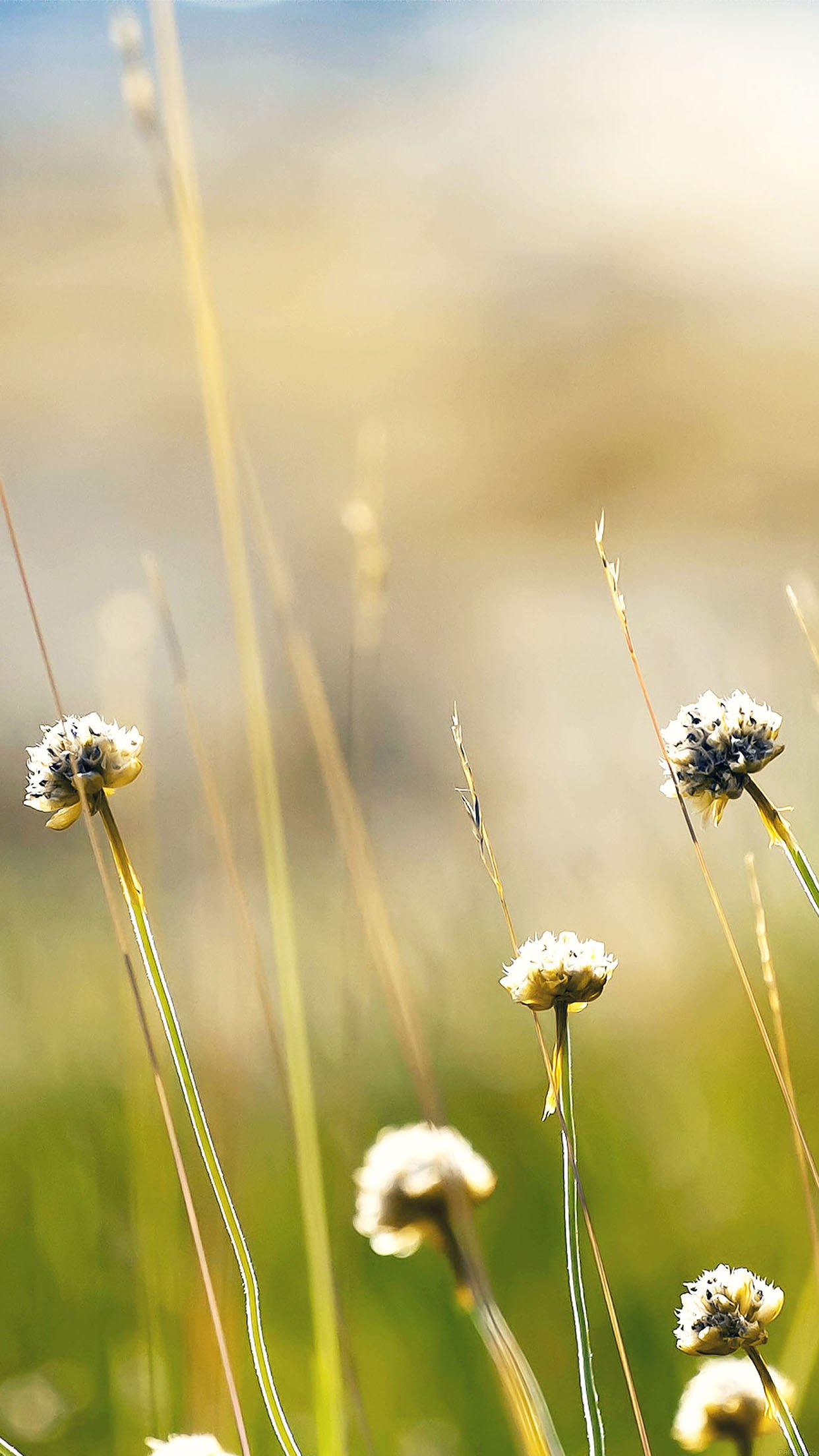 Wallpaper Flower Dandelion Green Nature Android Wallpaper Dandelion Hd Wallpapers For Android 1242x2208 Wallpaper Teahub Io