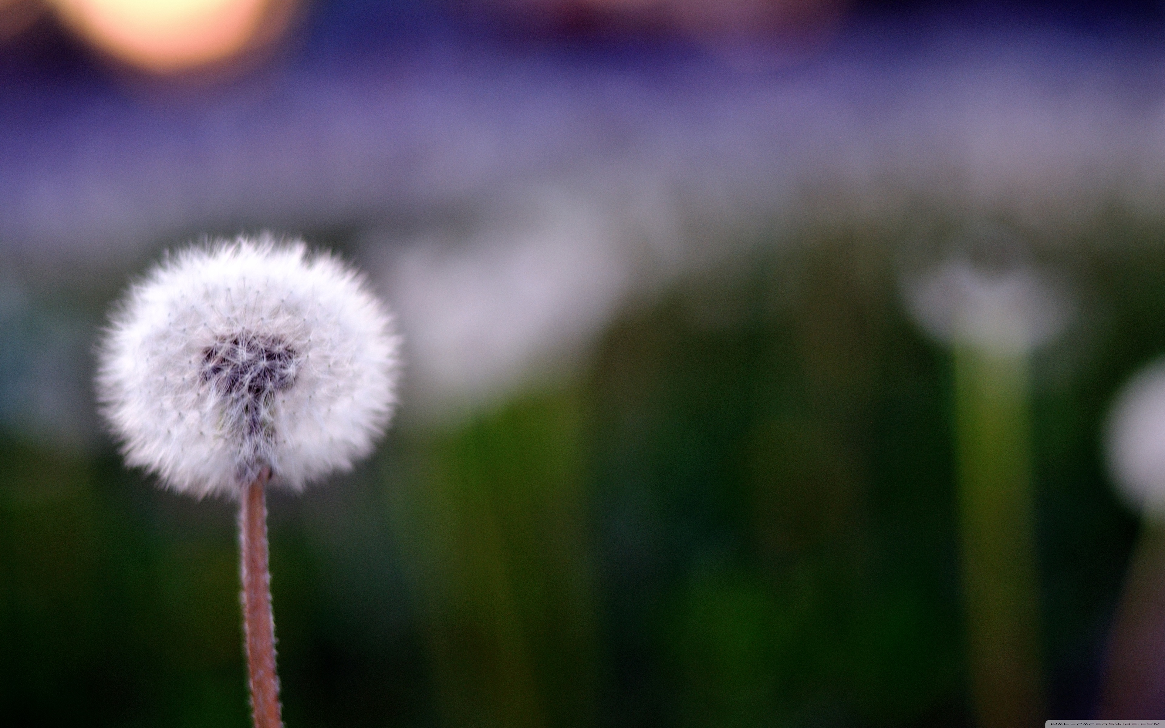 Wallpaper - HD Wallpaper 