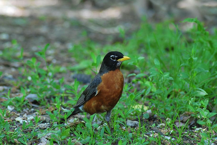 Bird, Wings, Na, Feather, Design, Symbol, Animal, Flying, - Birds - HD Wallpaper 