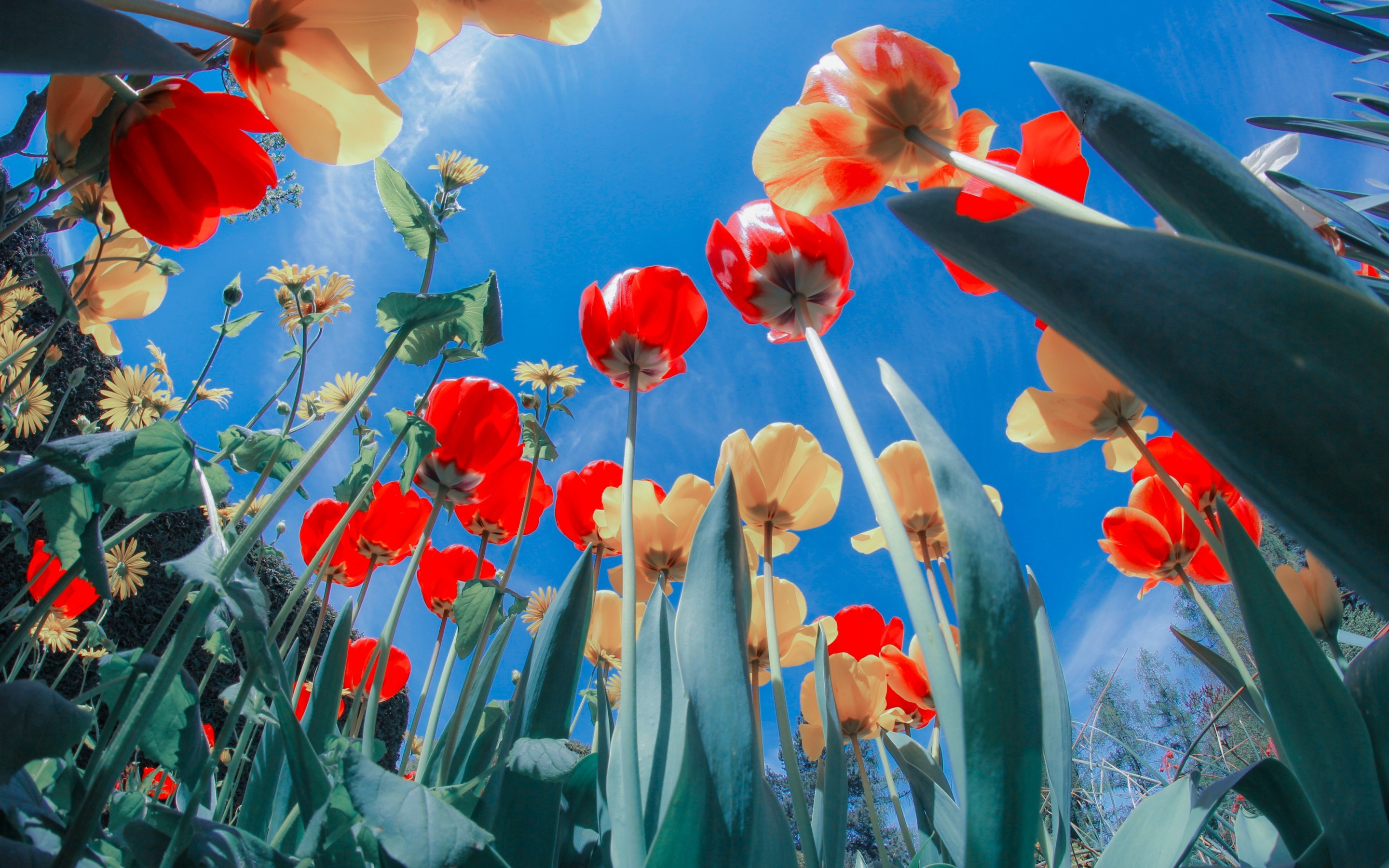 Colorful Poppies, Sunlight, Botanical Garden - HD Wallpaper 