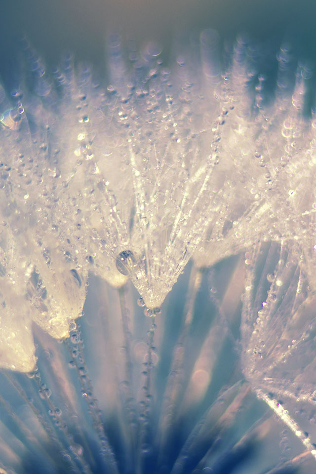 Ios 7 Wallpaper - Background Iphone Hd Dandelion - HD Wallpaper 