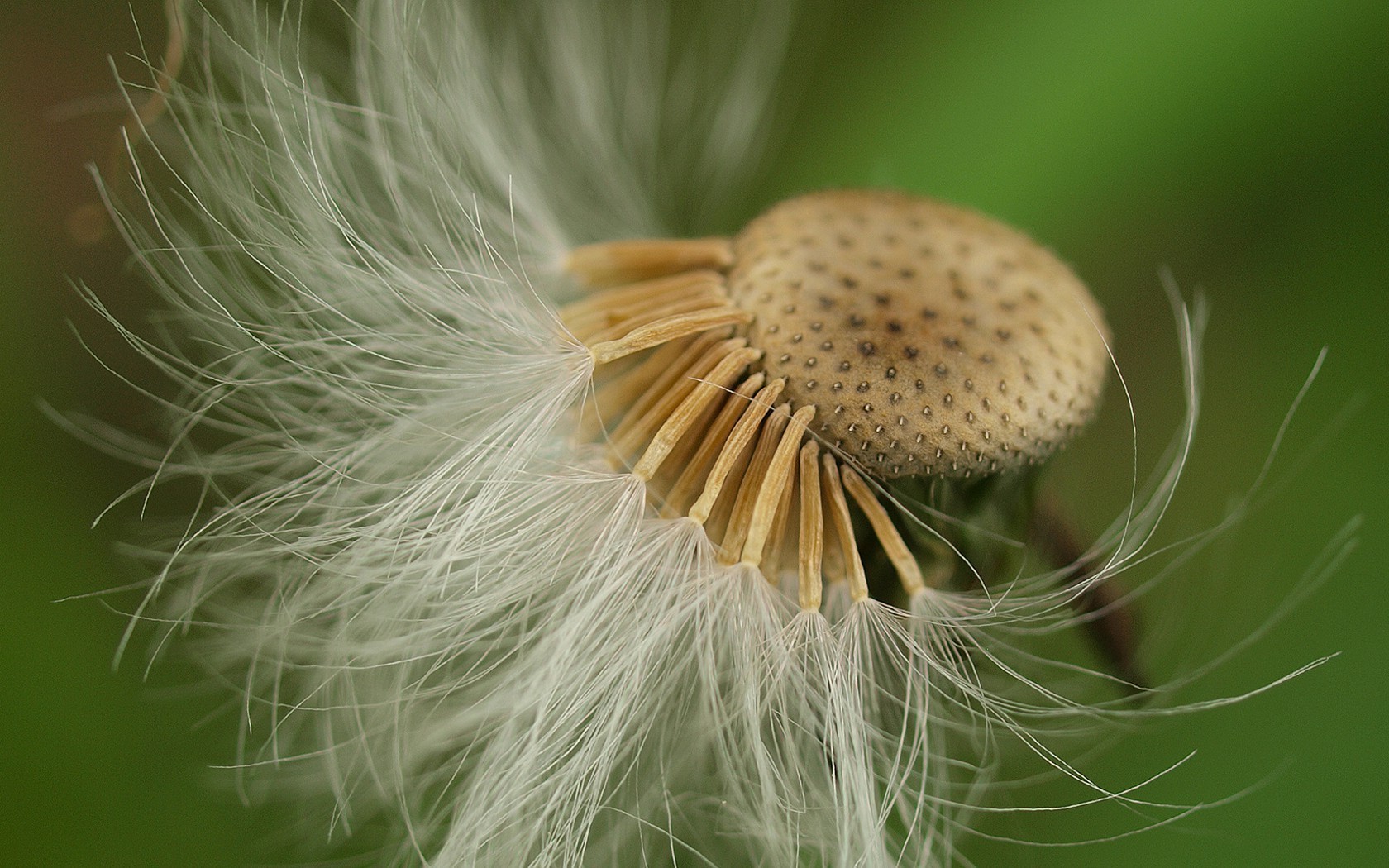 Dandelion - HD Wallpaper 