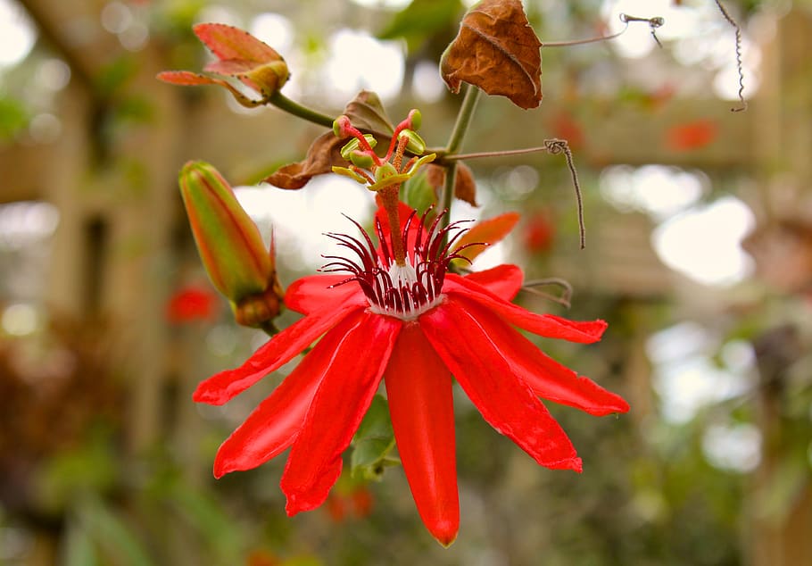 China, Guangzhou Shi, South China Botanical Garden, - Passion Flower - HD Wallpaper 