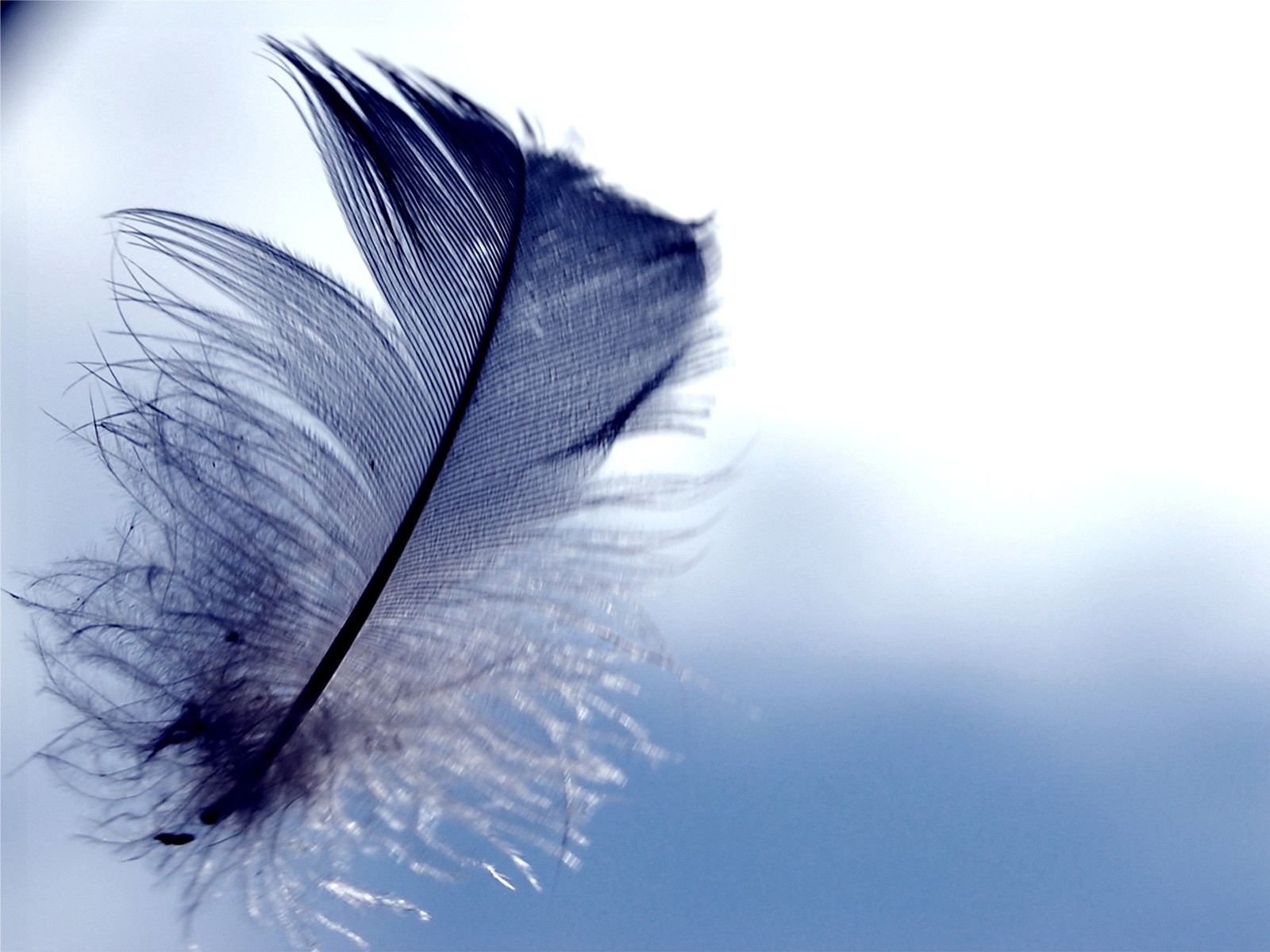 Feather Wallpaper Hd - HD Wallpaper 