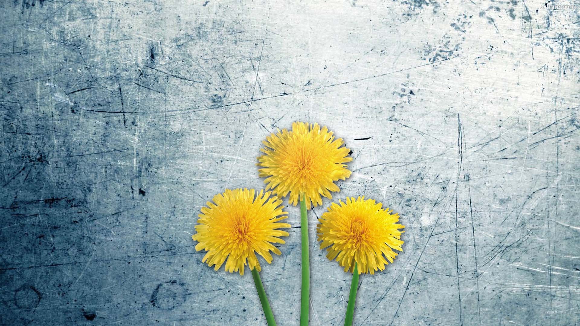 Dandelion Hd Wallpaper - Domingo 17 De Marzo Frases - HD Wallpaper 