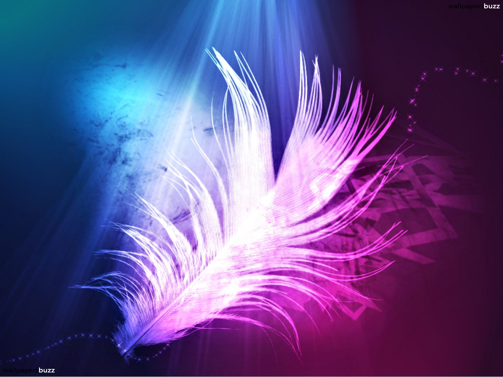 Blue And Pink Feathers - HD Wallpaper 