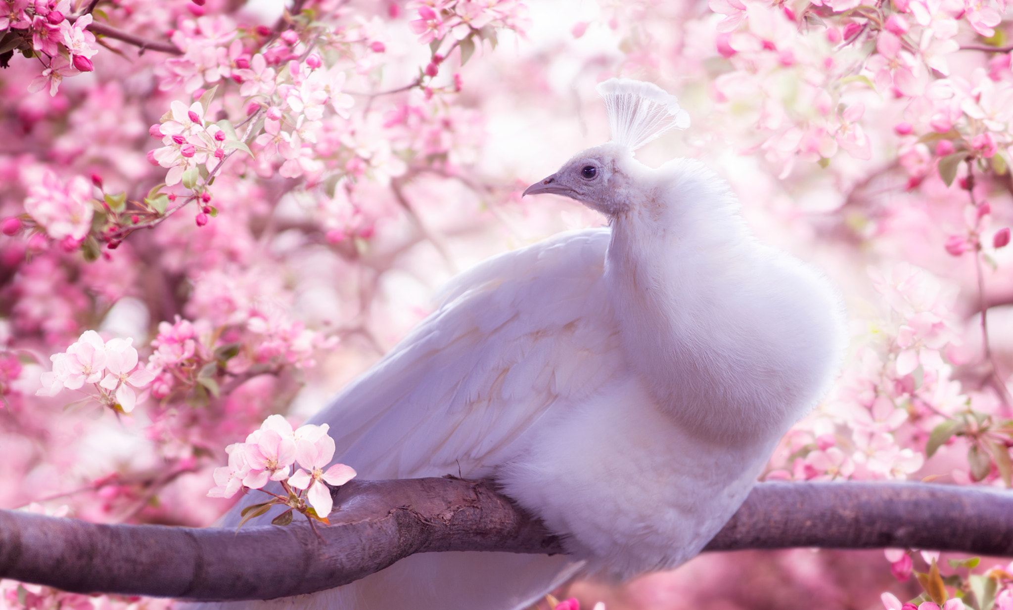 Peacock Peahen Cherry Blossom - HD Wallpaper 