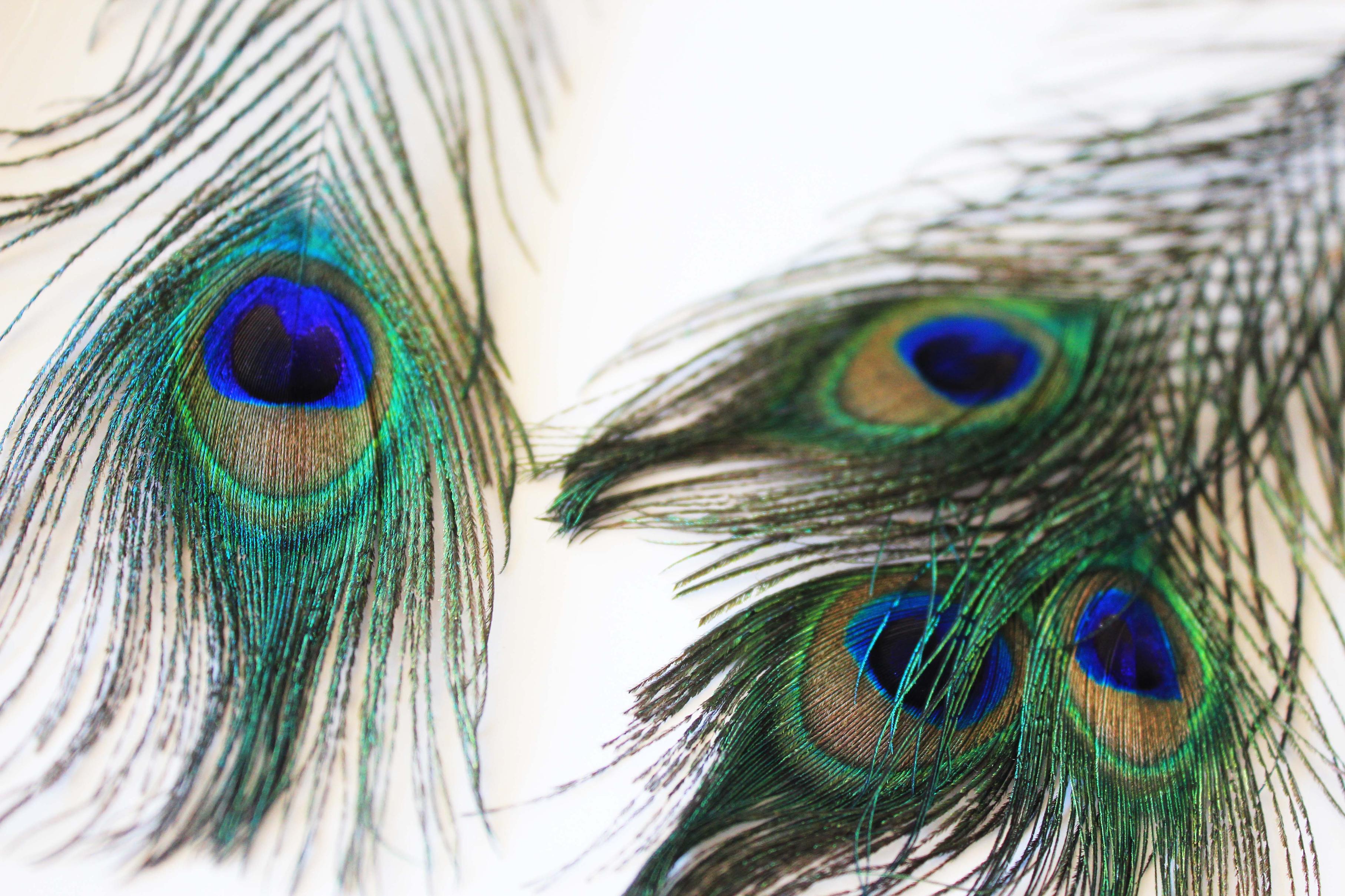 Peacock Feather Desktop Wallpaper - Peacock Feather Background Designs - HD Wallpaper 