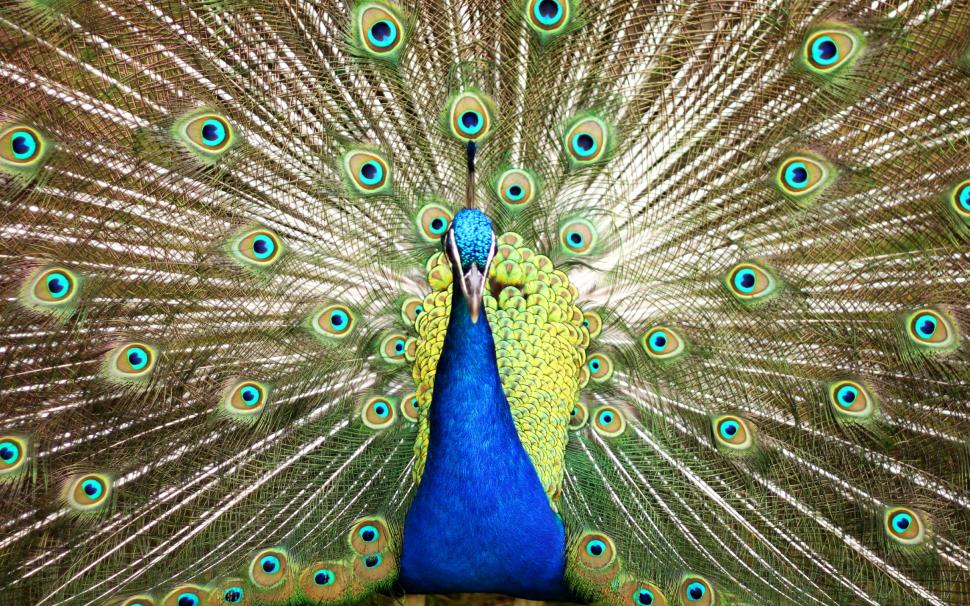 Peacock Beautiful Bird Blue Feathers Irridescence Hd - Birds 2k - HD Wallpaper 