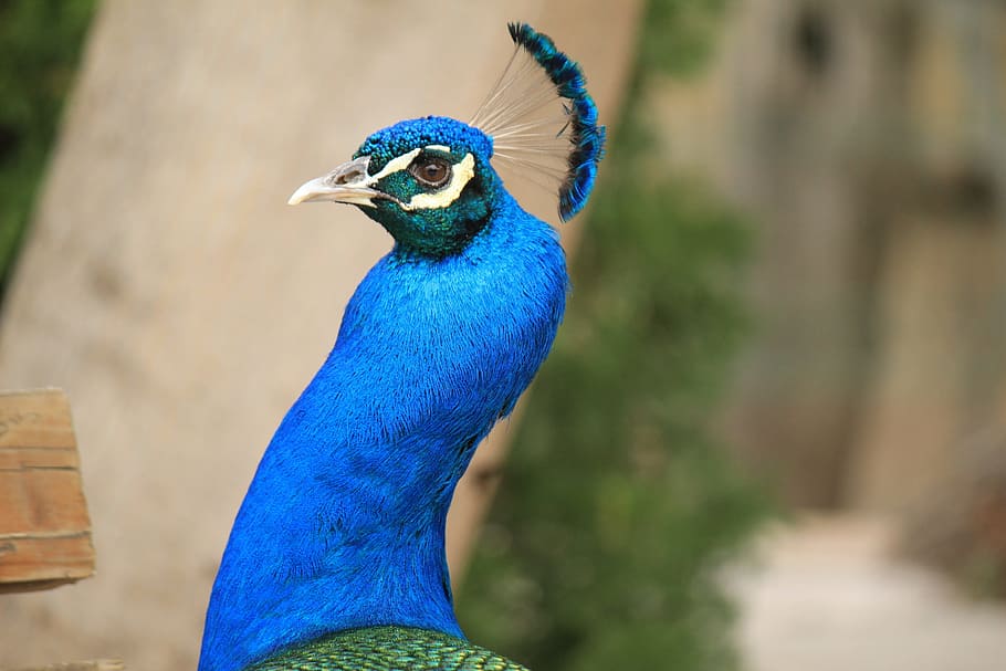 Peacock, Blue, Beautiful, Zoo, Ave, Colorful, Animal, - Indian Peafowl - HD Wallpaper 