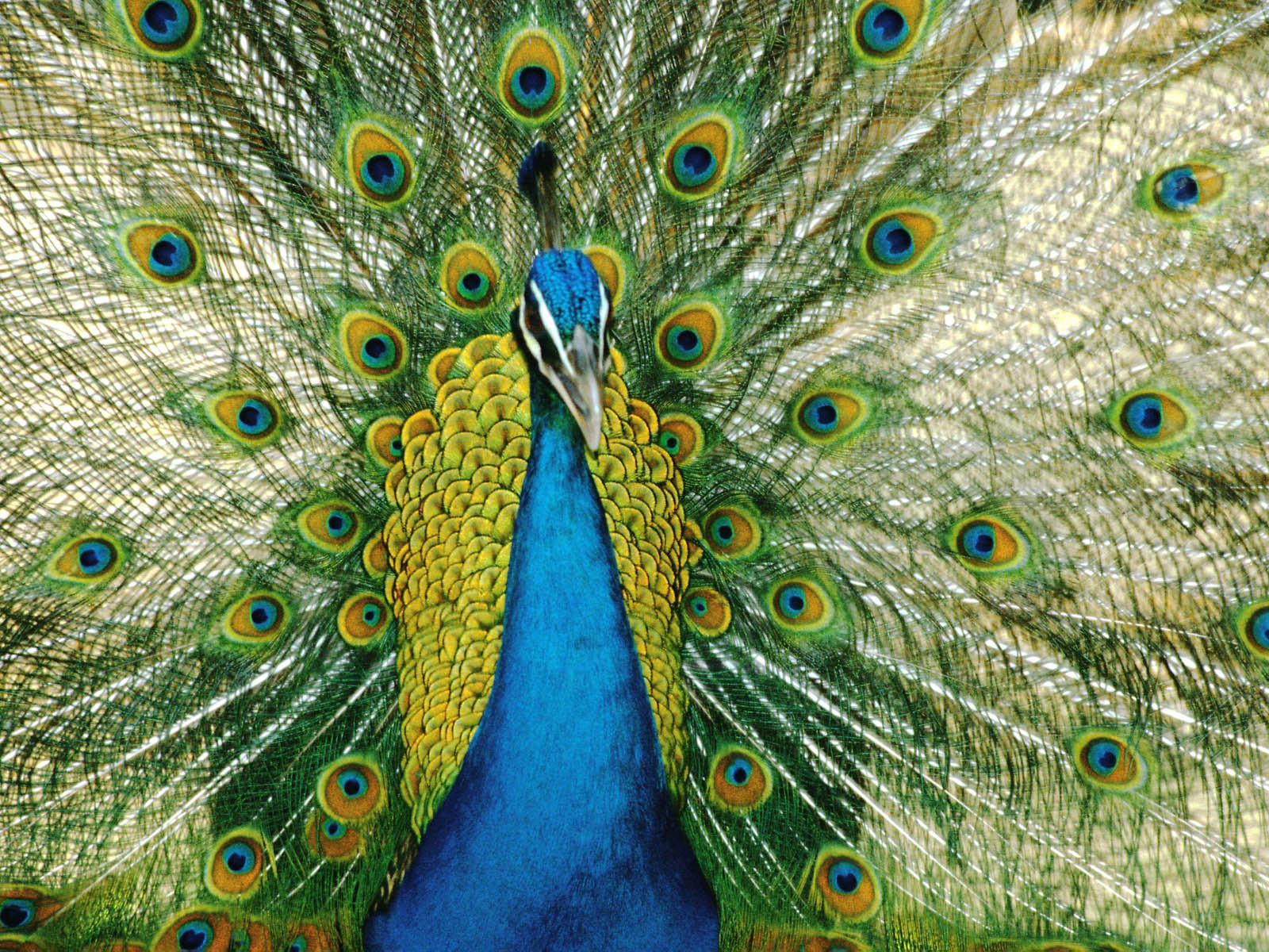 Encyclopedia Of Birds - HD Wallpaper 