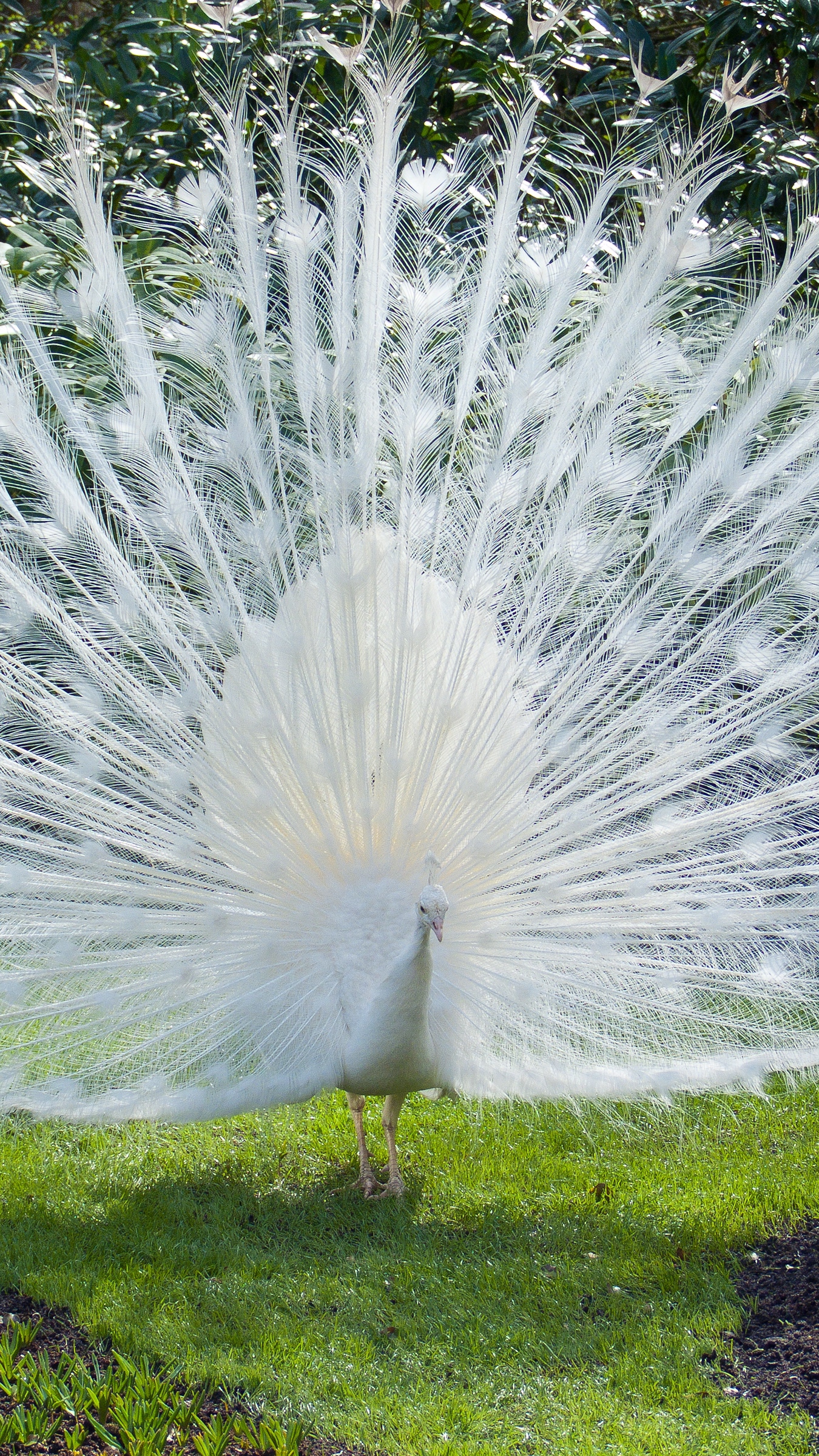 white peacock bird