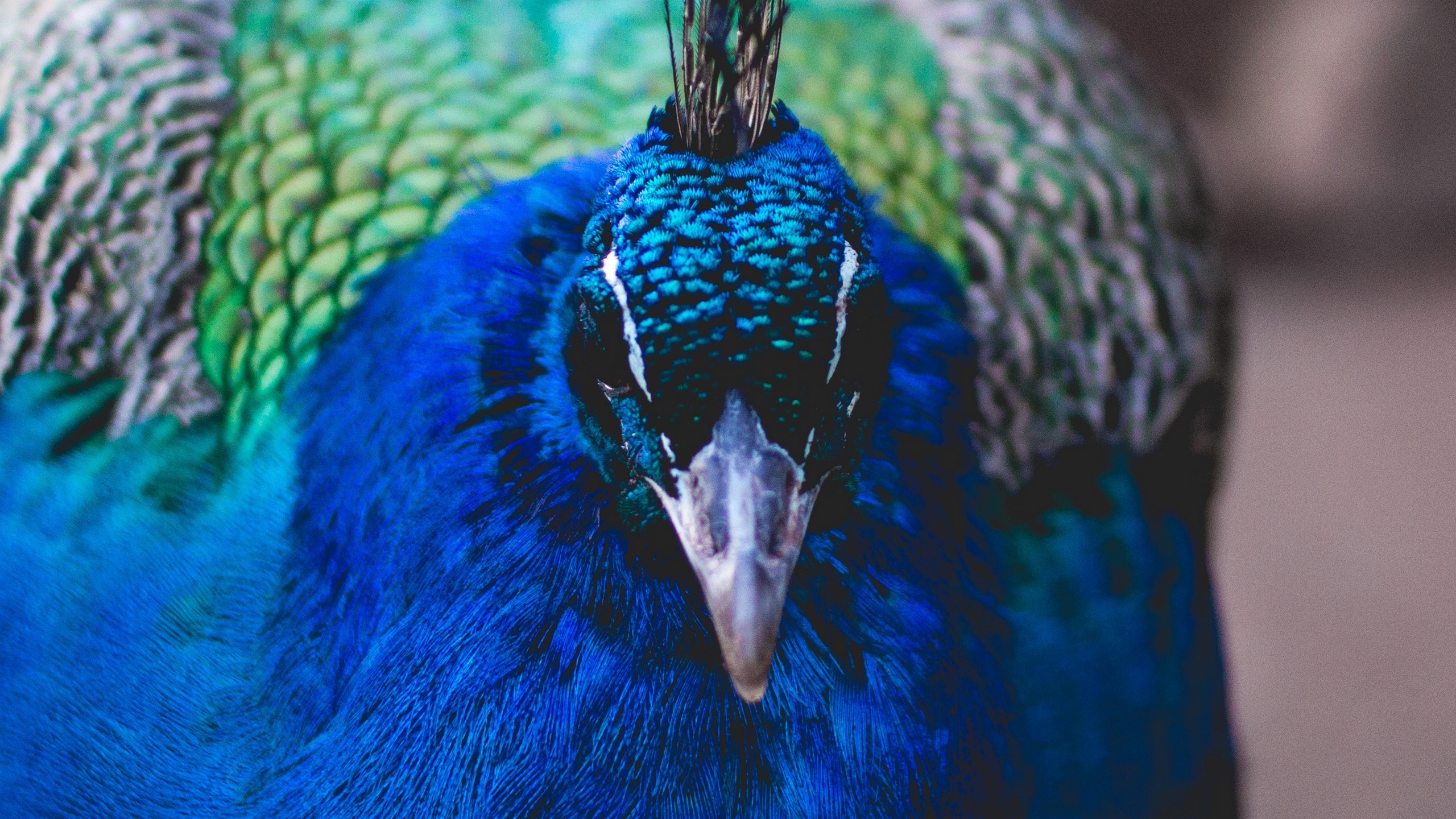 Wallpaper Peacock, Bird, Beak, Color, Feathering - Animals That Have Color - HD Wallpaper 