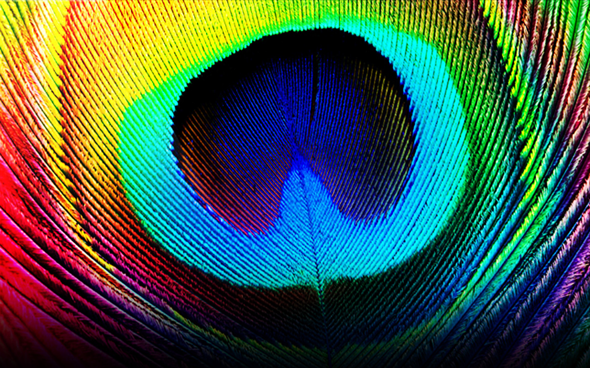 Feather Colorful Wallpaper 
 Data Src Most Popular - HD Wallpaper 