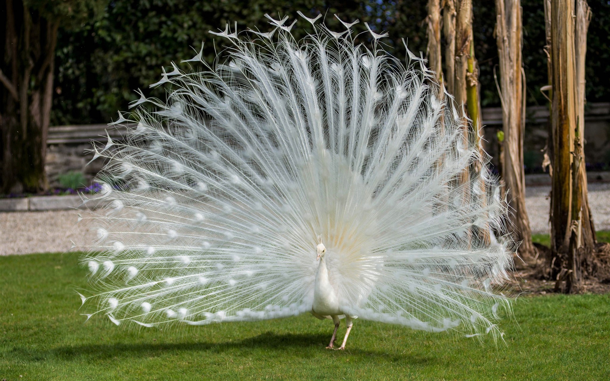 Peafowl - HD Wallpaper 
